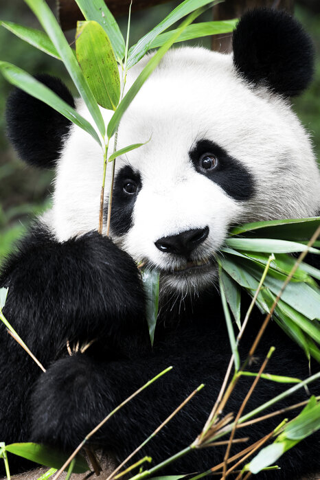 Panda der spiser bambus
