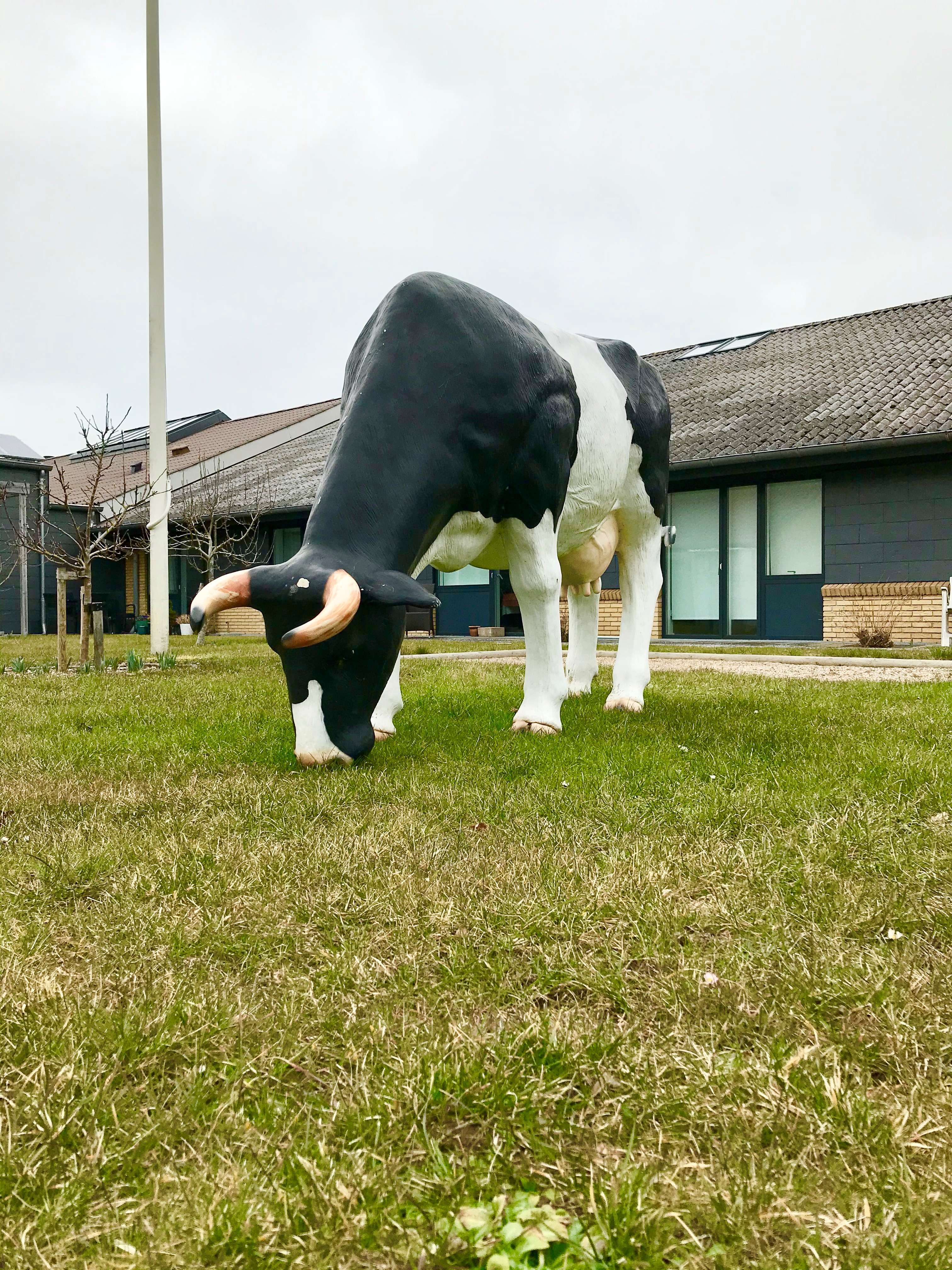 Ko