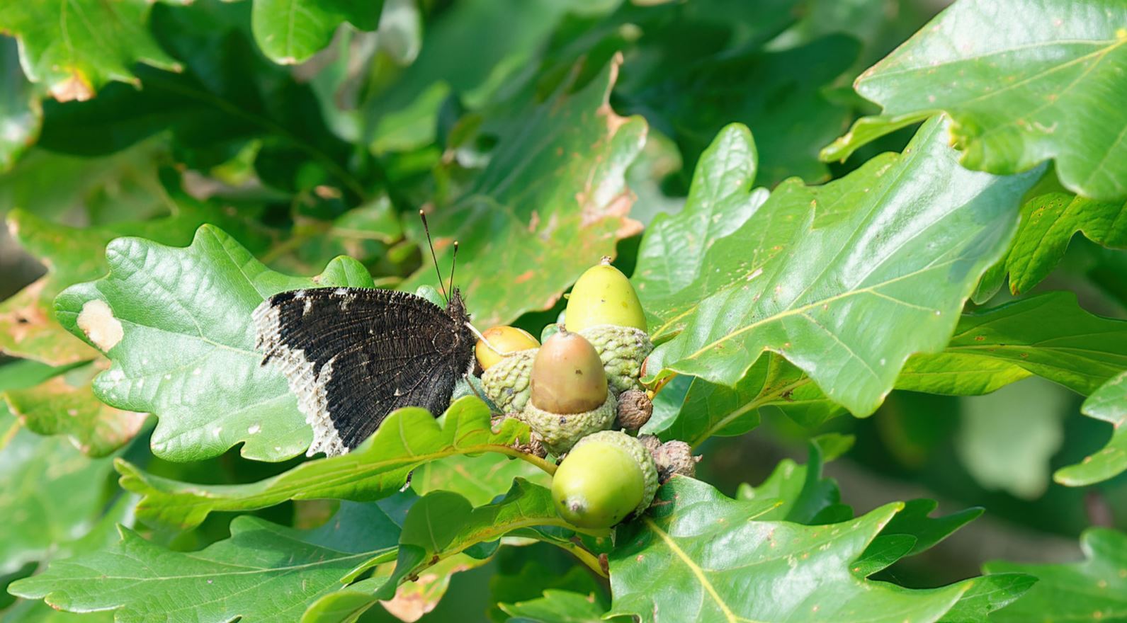 Eg med sommerfuglen Sørgekåbe